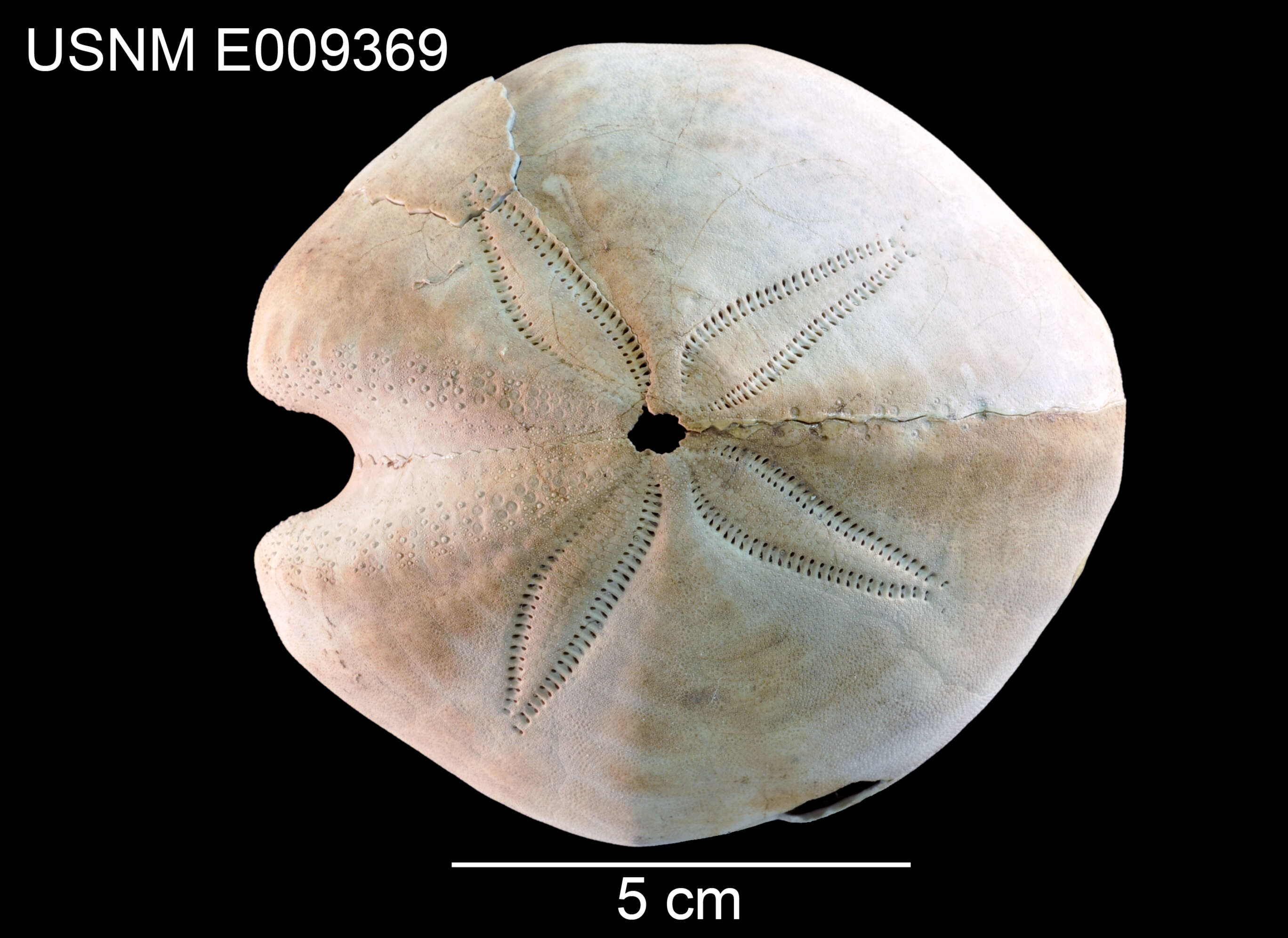 Image of Spatangus diomedeae Fell 1963