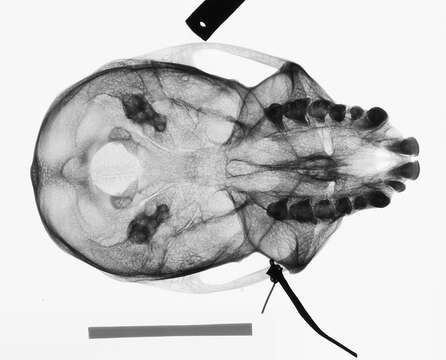 Image de Cercopithecus nictitans nictitans (Linnaeus 1766)