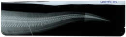 Image of Brown speckled eel