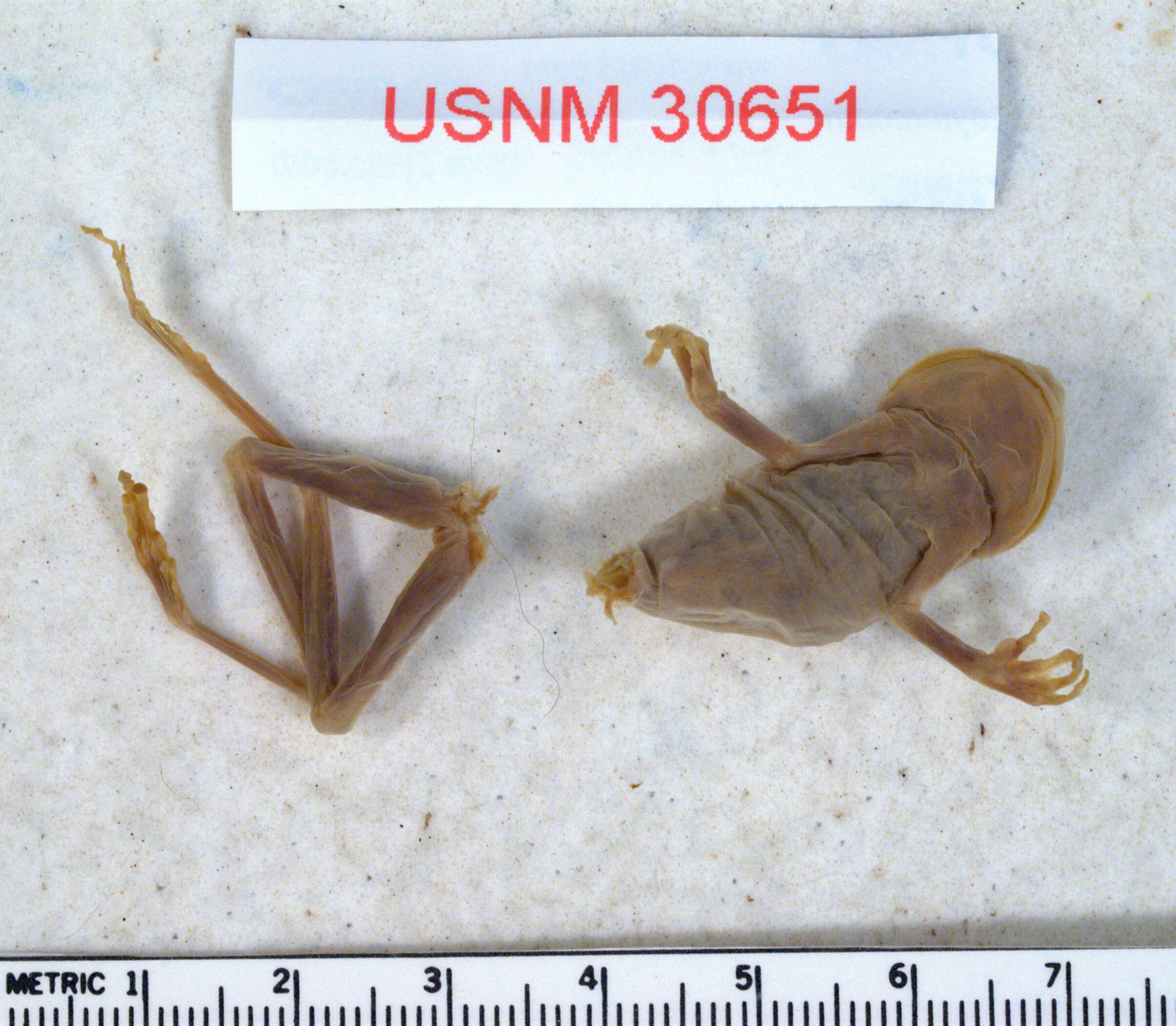 Duellmanohyla uranochroa (Cope 1875) resmi