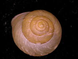 Image of <i>Geophorus trochaceus palauiensis</i> Bartsch