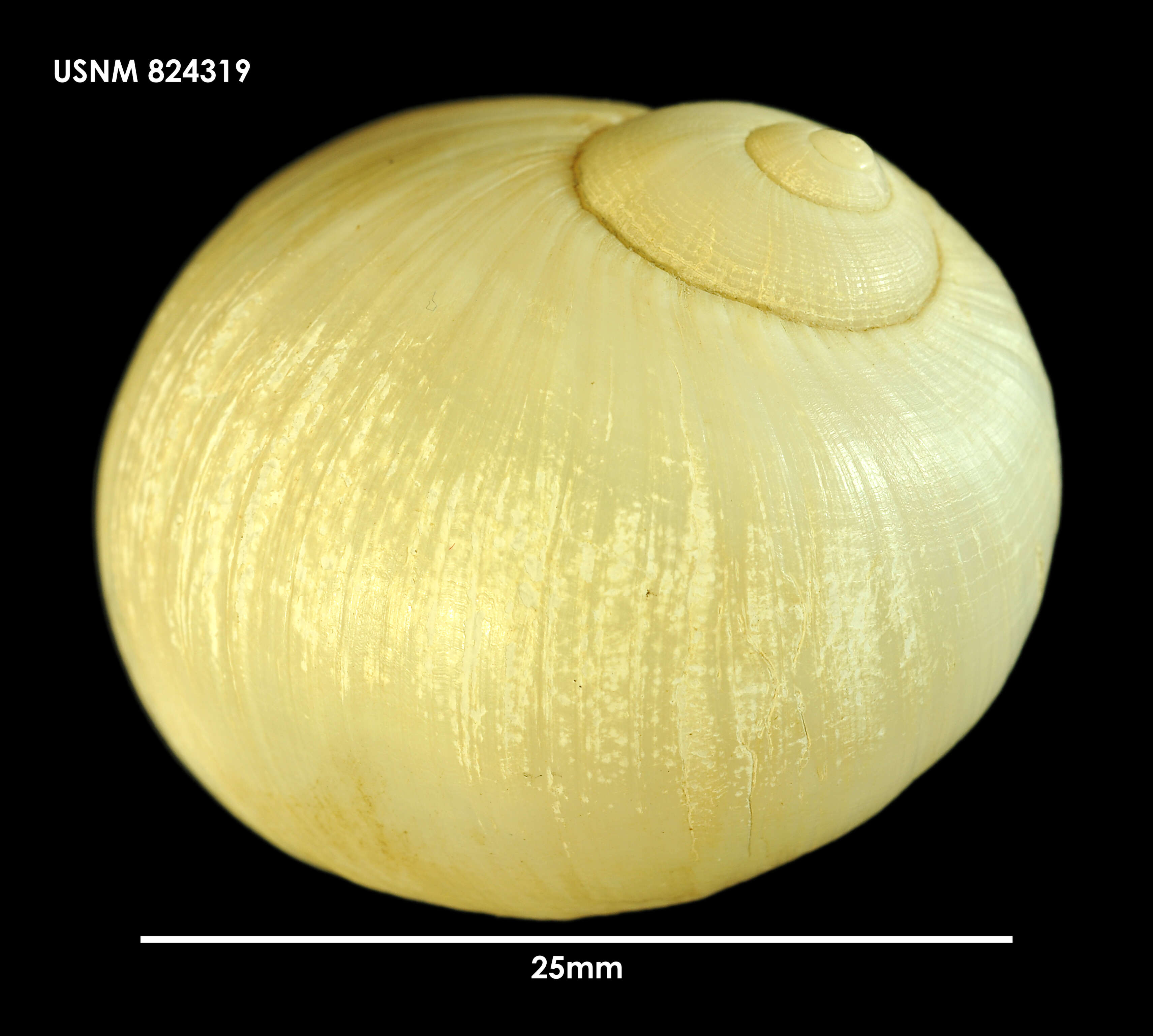 Globisininae Powell 1933 resmi