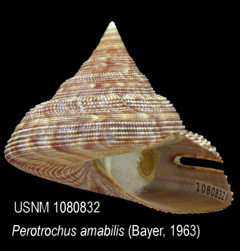 Image of Perotrochus amabilis (Bayer 1963)