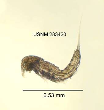 Image de Elaphoidella amabilis Ishida ex Reid & Ishida 1993