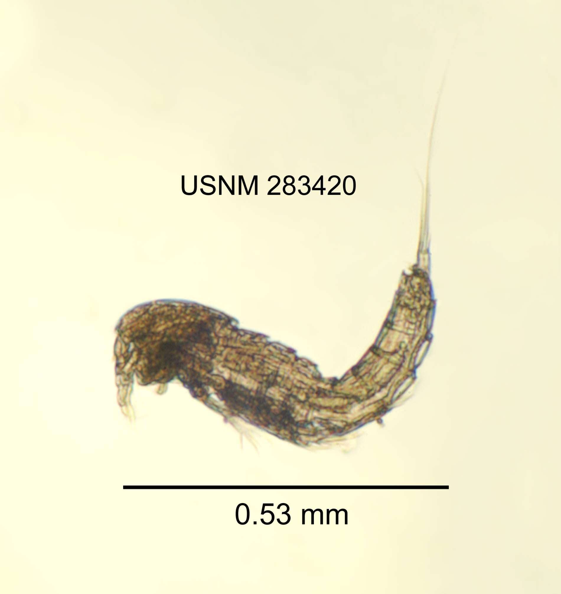 Image of Elaphoidella amabilis Ishida ex Reid & Ishida 1993