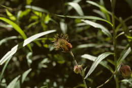 Image of Water Avens