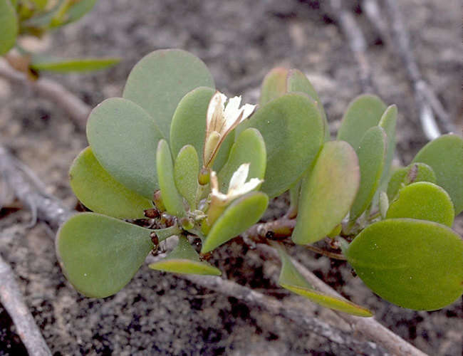 Image of dwarf naupaka