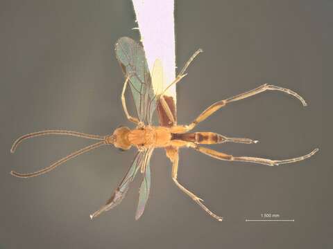 Image of Stantonia pallida (Ashmead 1894)