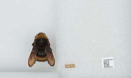 Image of Crotch bumble bee