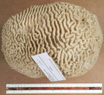 Image of Thin finger coral