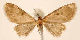 Image of Eupithecia subtilis Dietze 1910