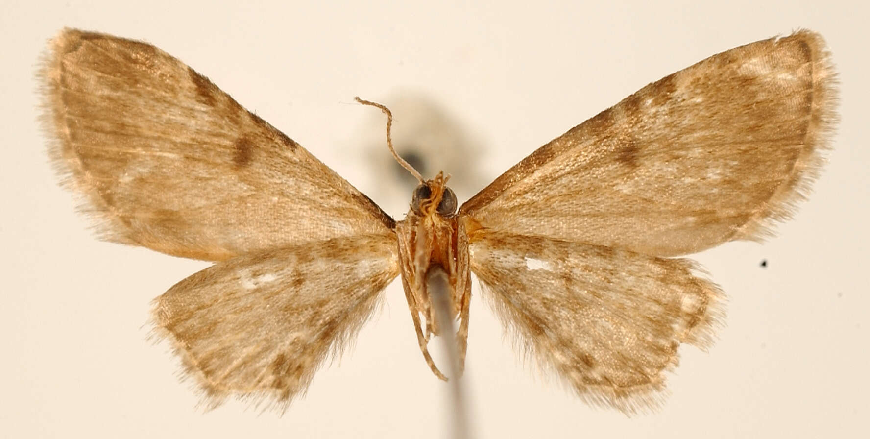 Image of Eupithecia subtilis Dietze 1910