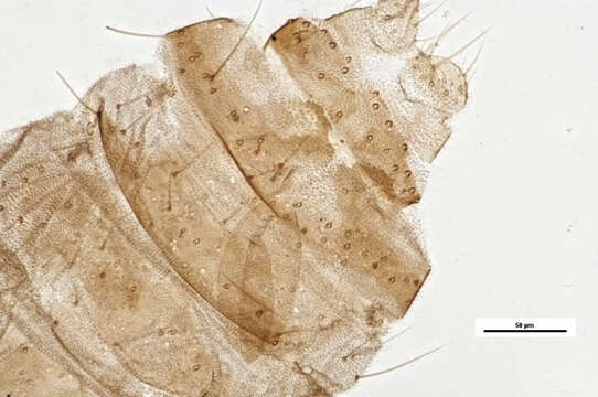 Image of Culicoides hegneri Causey 1938