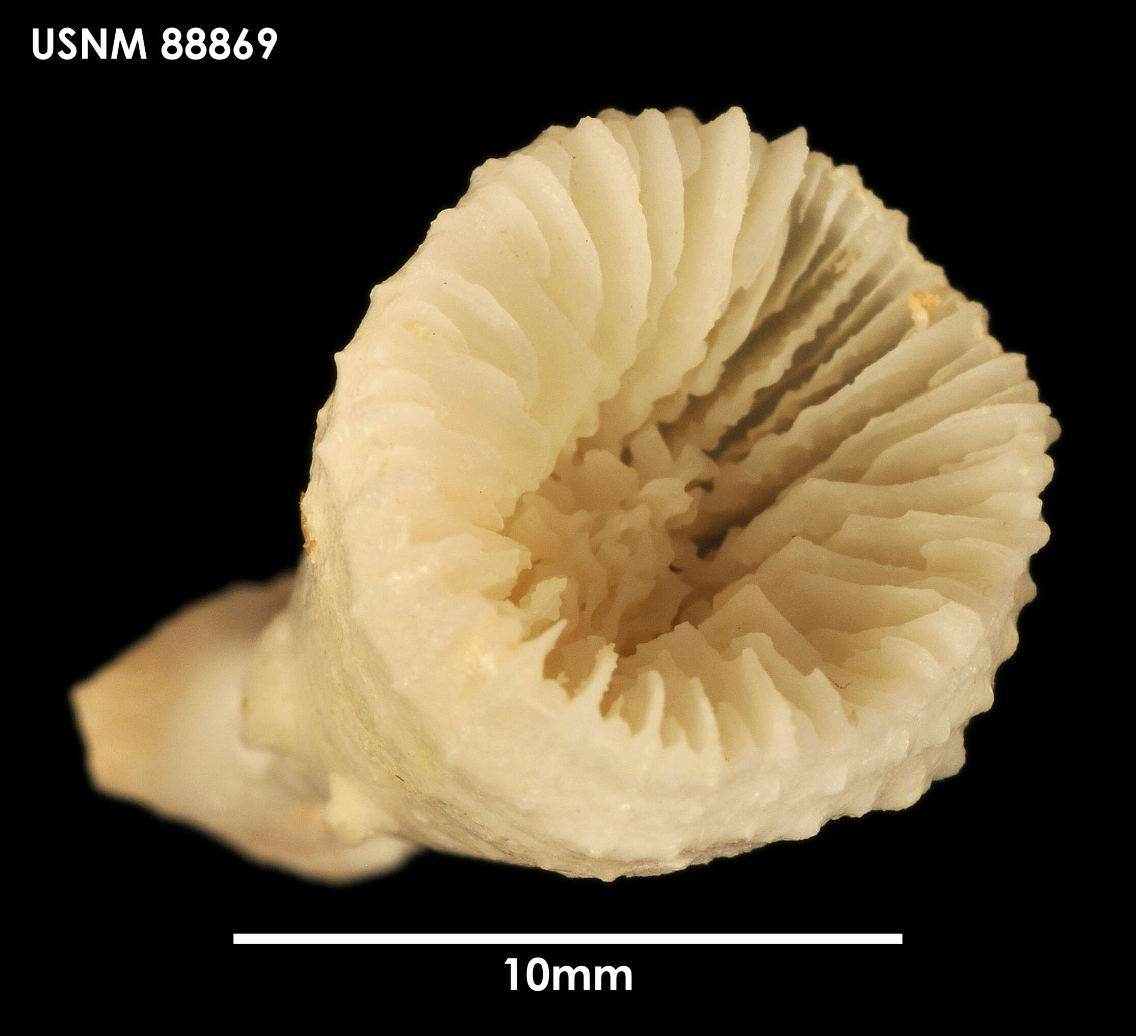 Image of Crispatotrochus irregularis (Cairns 1982)