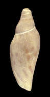 Image of Scaphella neptunia Clench & Aguayo 1940