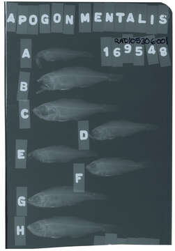 Image of Rhabdamia mentalis (Evermann & Seale 1907)