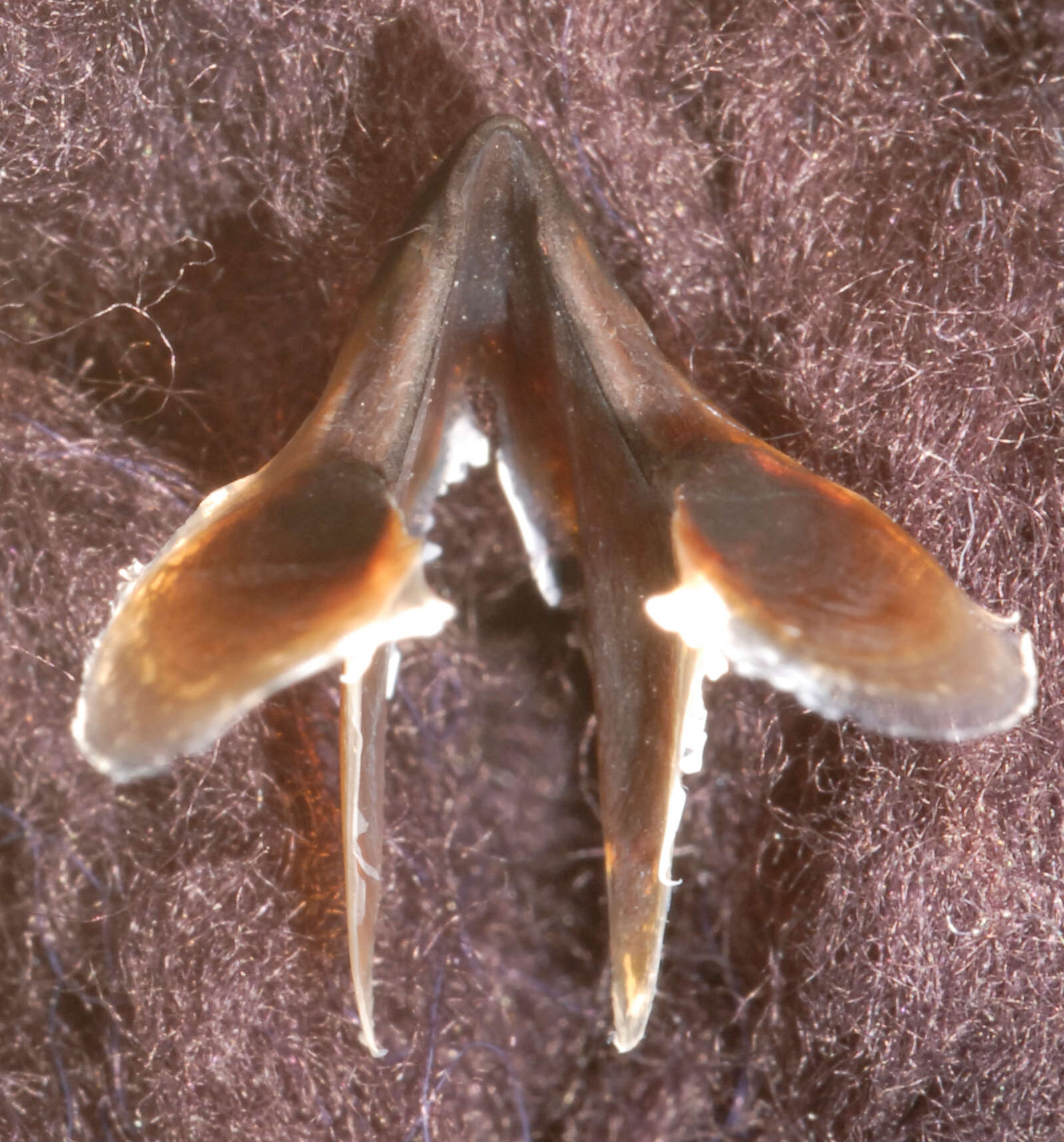 Image of Firefly squid