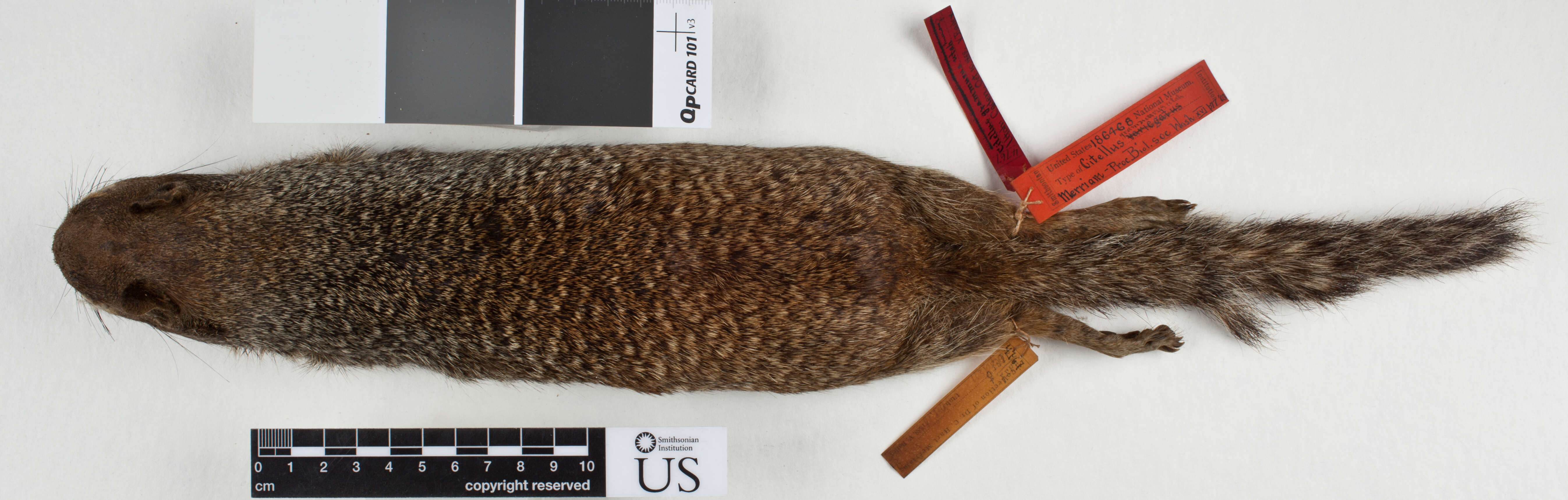 صورة Otospermophilus variegatus utah (Merriam 1903)