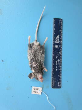 Image of Deer Mouse