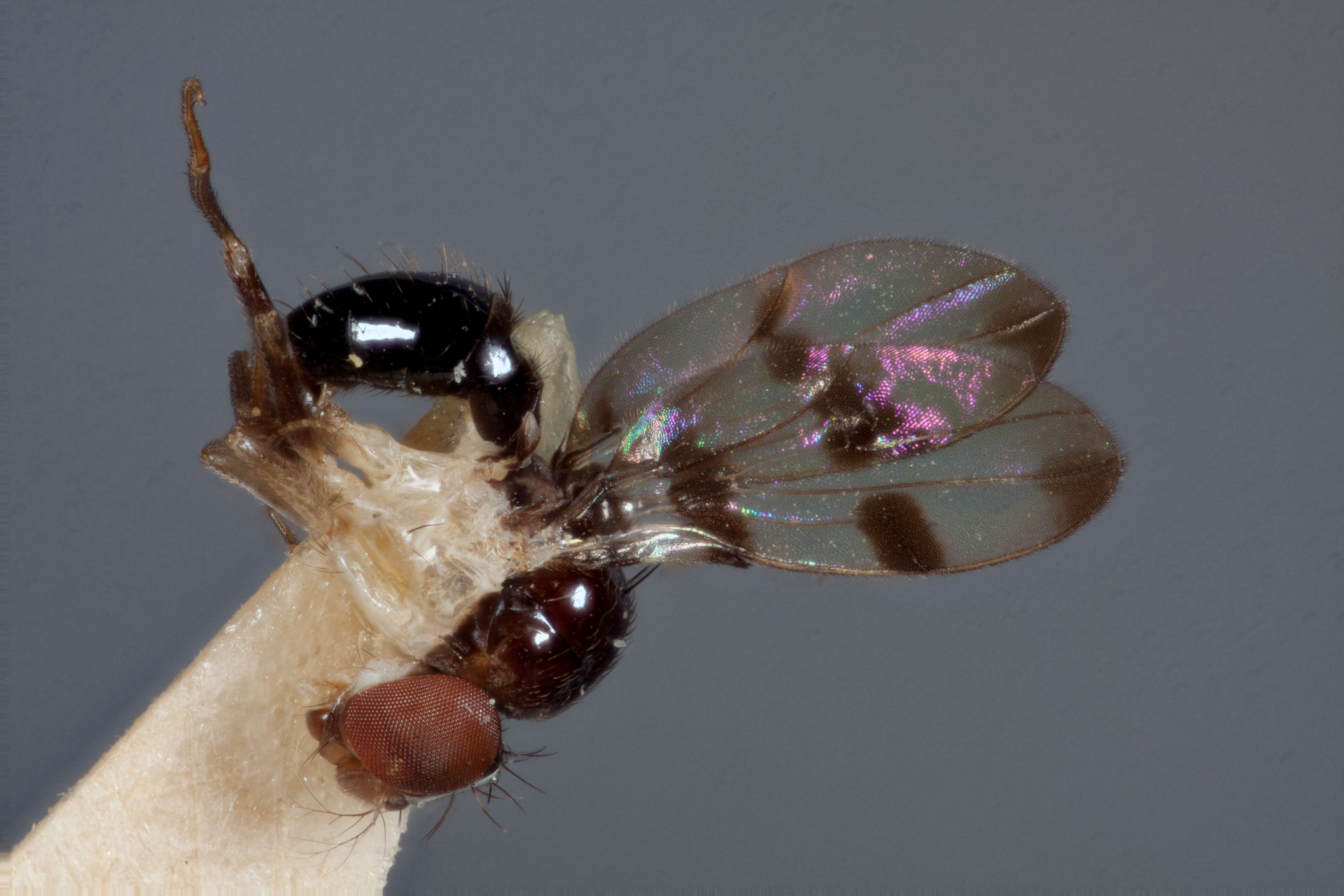 Image of Mycodrosophila elegans Wheeler & Takada 1963