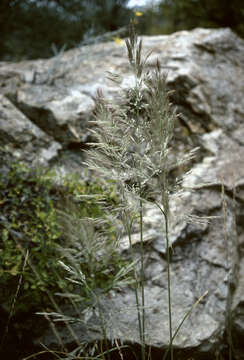 Слика од Muhlenbergia longiligula Hitchc.