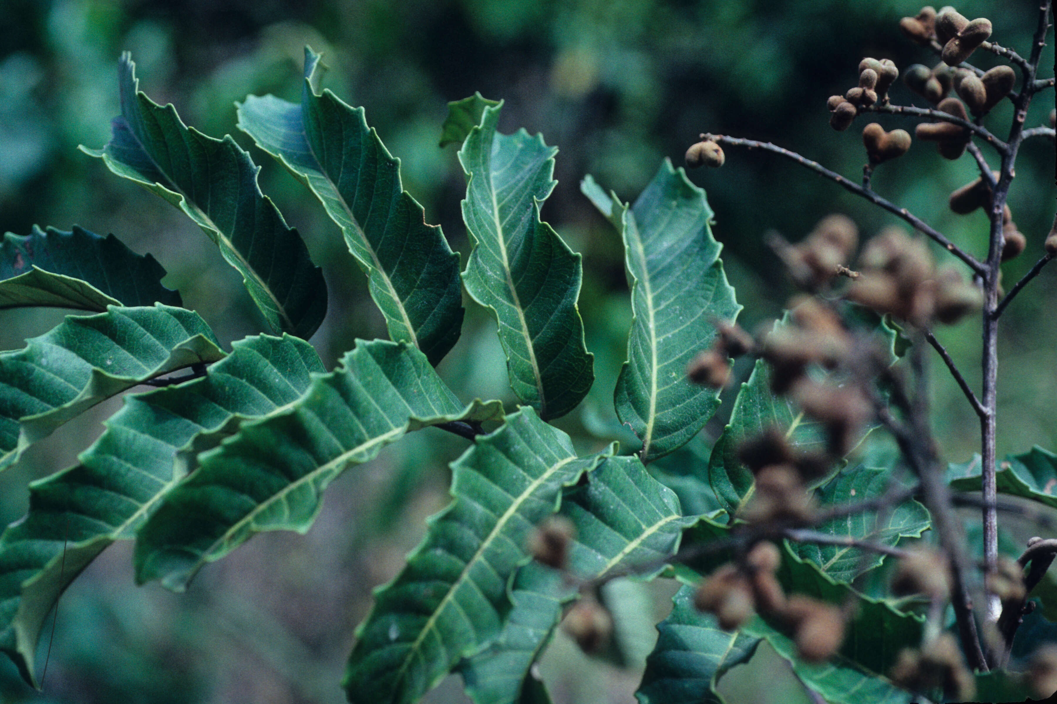 Image of Cupania L.