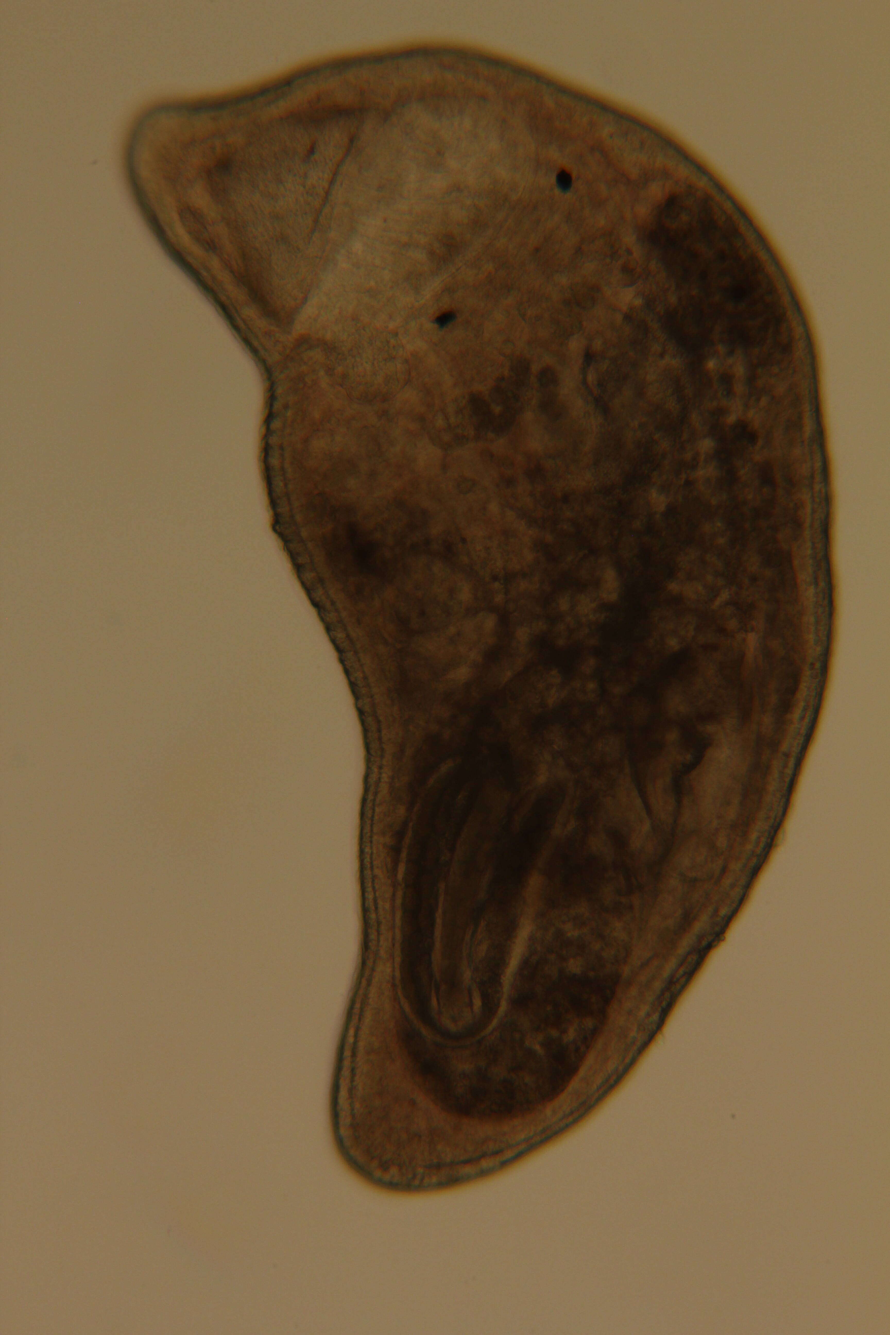 Image of Rhabdocoela