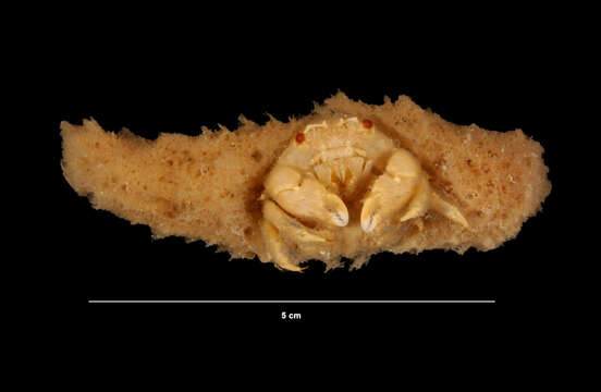 Image of Moreiradromia Guinot & Tavares 2003