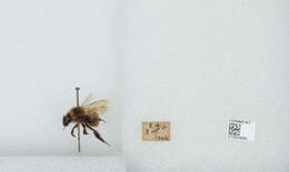 Imagem de Bombus diversus Smith 1869