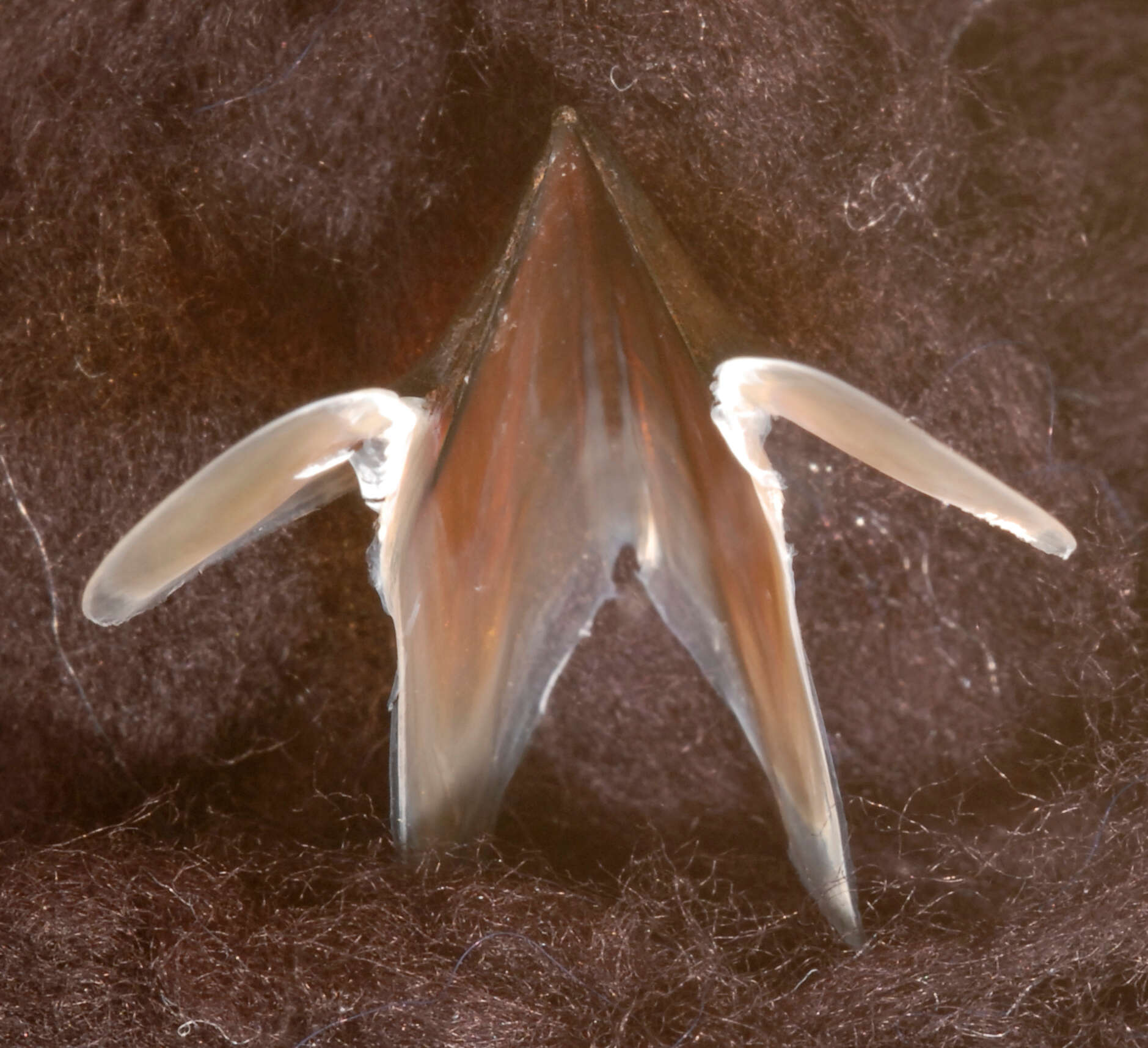 Image of arrow-finned squid