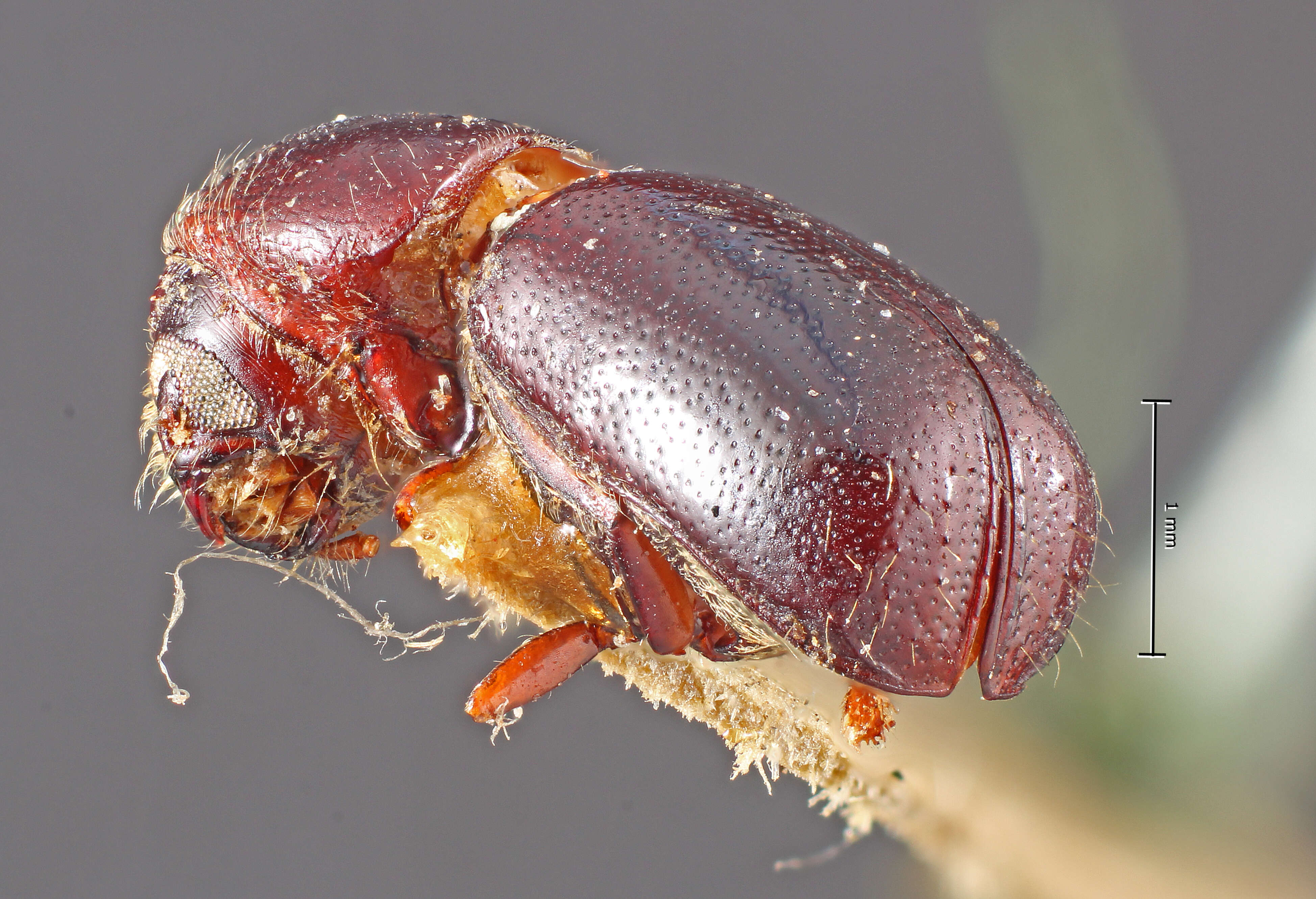 Image of Corthylus columbianus Hopkins 1895