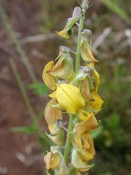 Image of Crotalaria perrottetii DC.