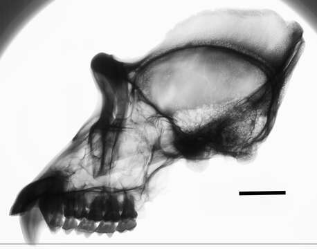 Image of Western Lowland Gorilla