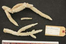 Image of Staghorn coral