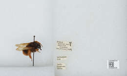 Image of Bombus eximius Smith 1852