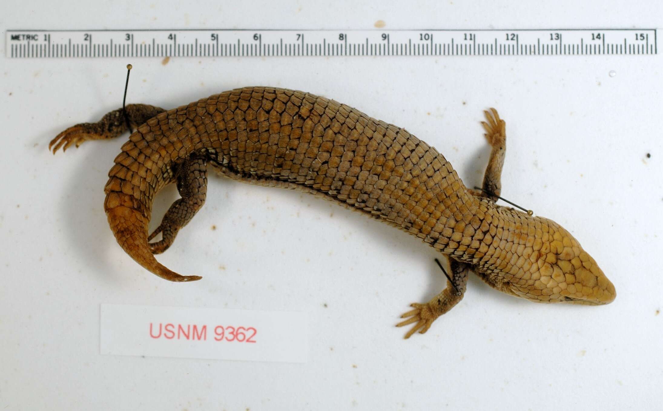 Image of Chihuahuan Alligator Lizard