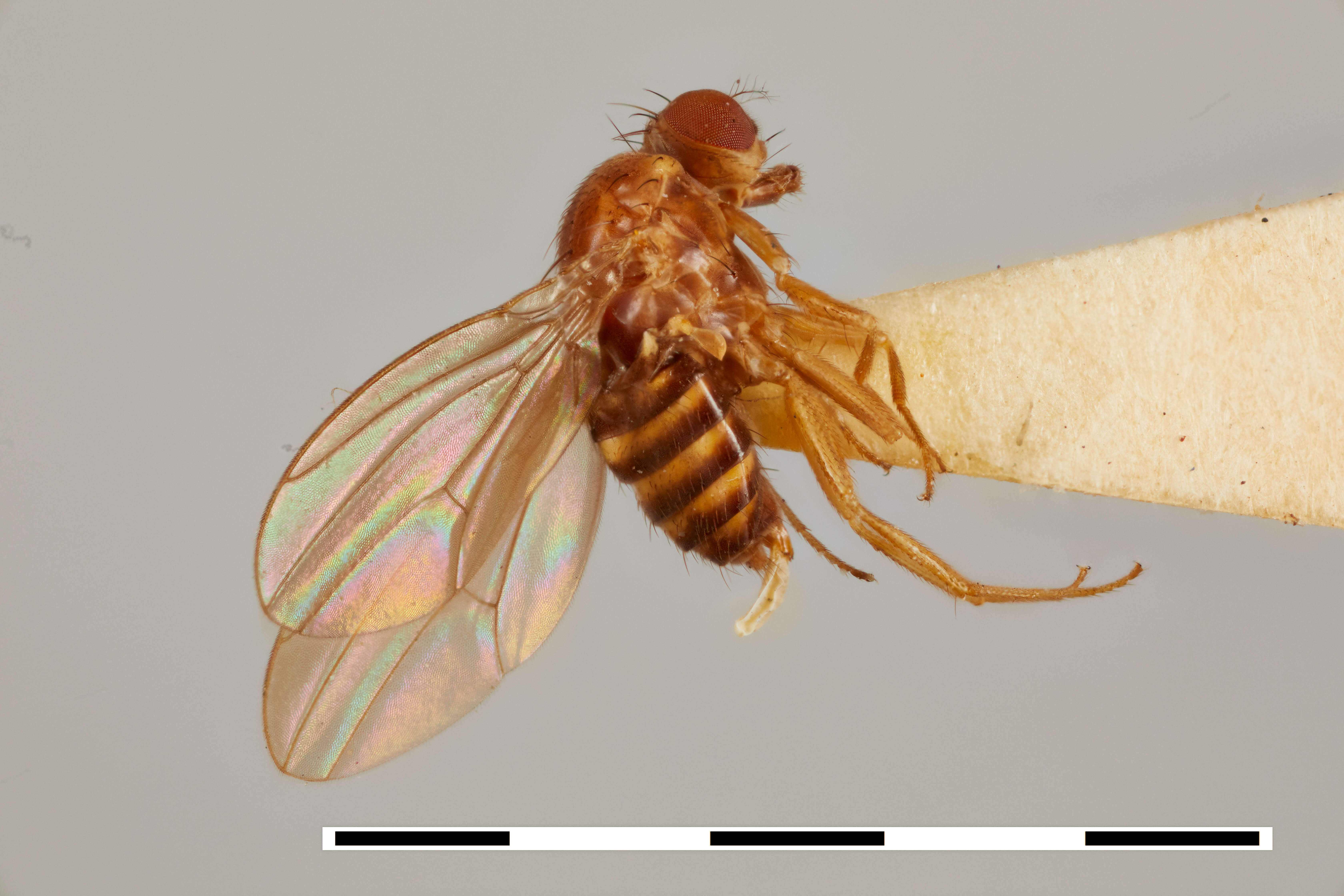 Image of Drosophila chagrinensis Stalker & Spencer 1939