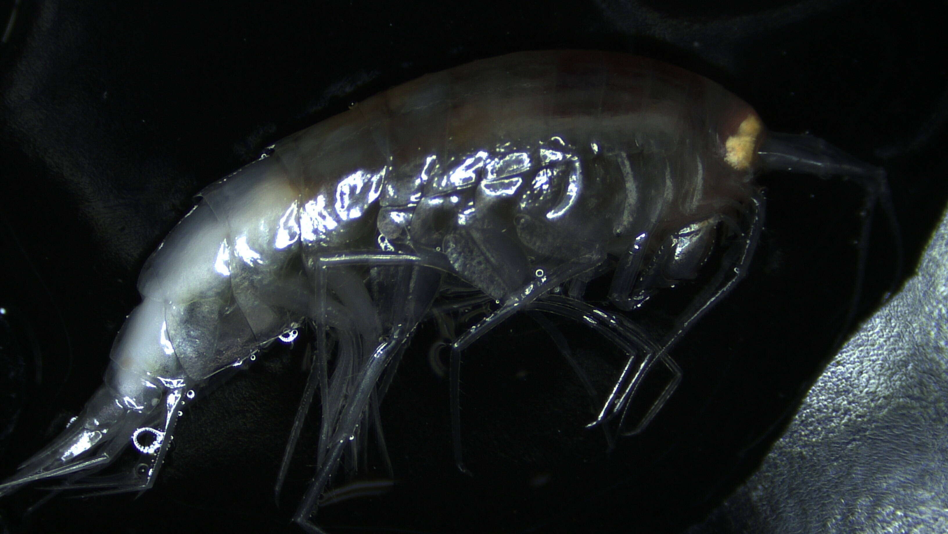 Image of Amphipoda