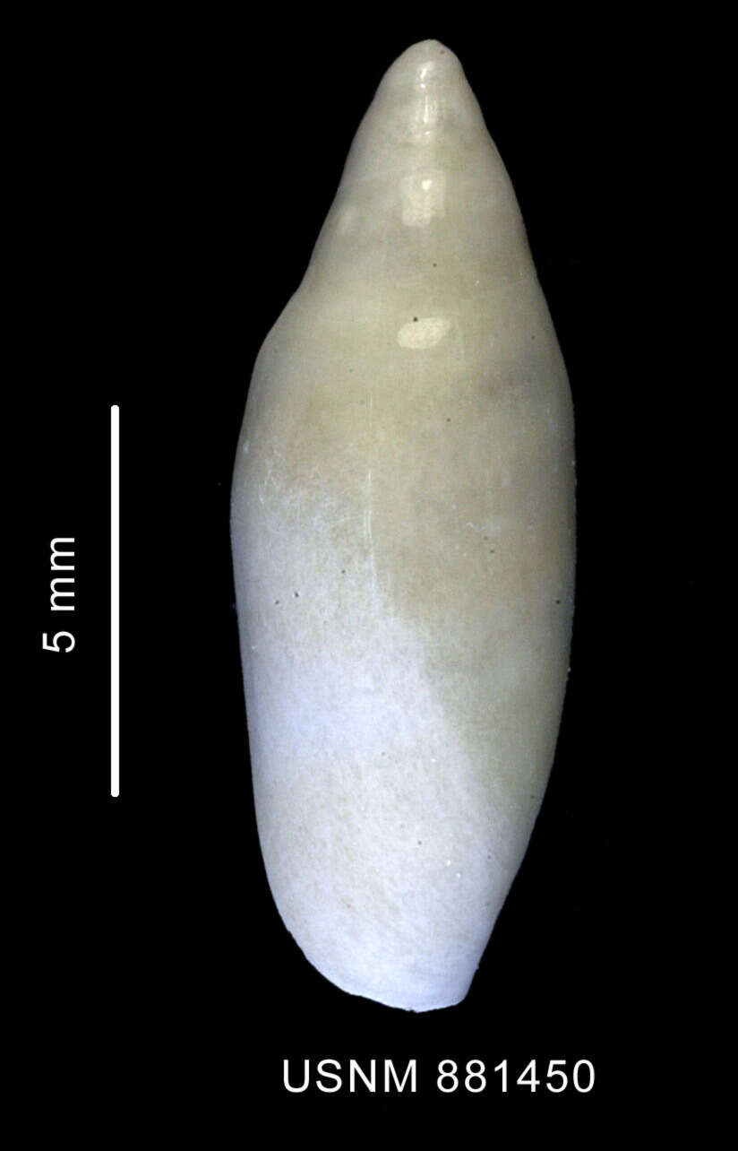 Image of Marginella Lamarck 1799