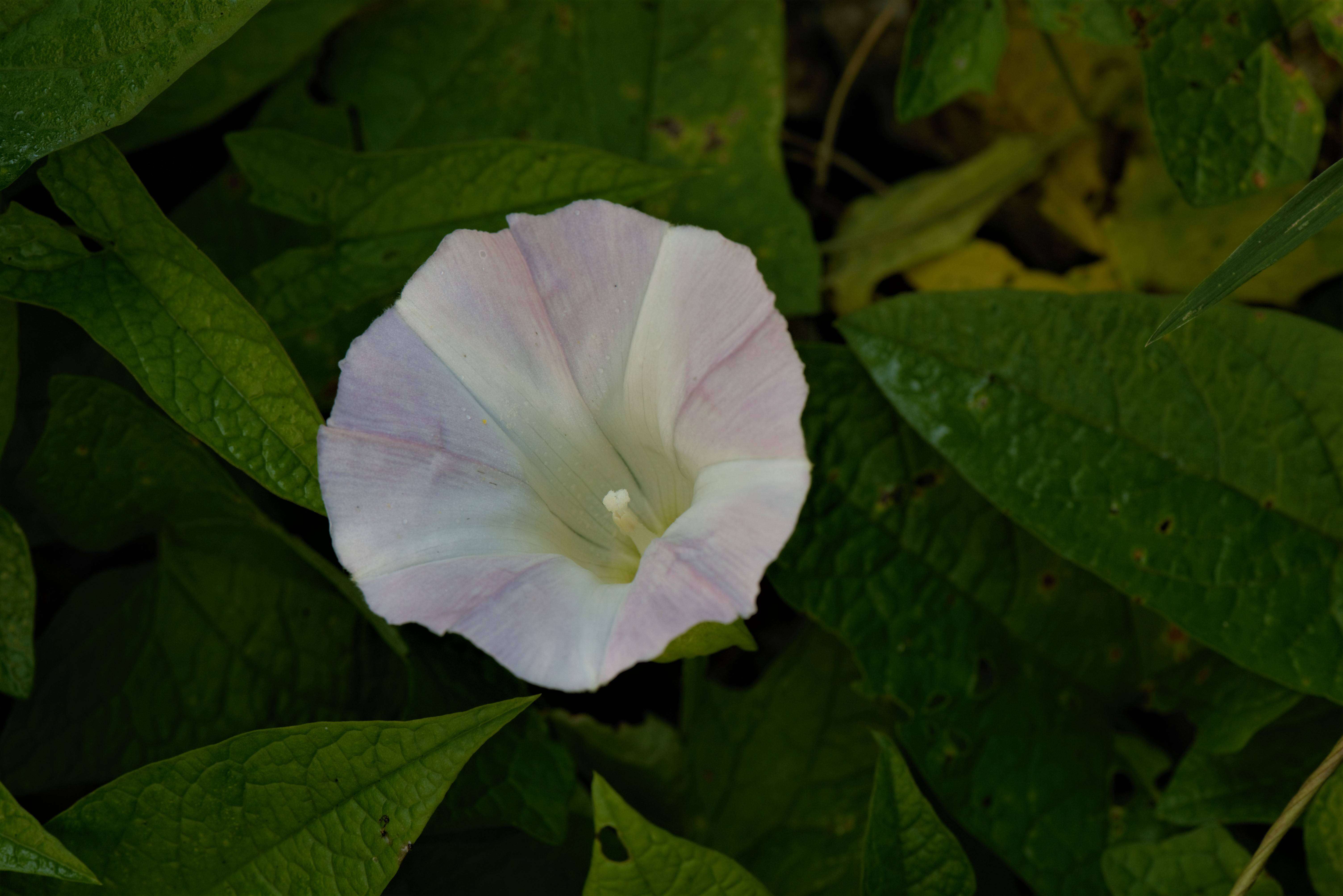Image of Ipomoea L.