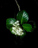Image of Psychotria L.