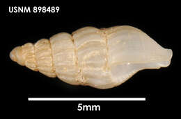 Image of Savatieria frigida Rochebrune & Mabille 1885