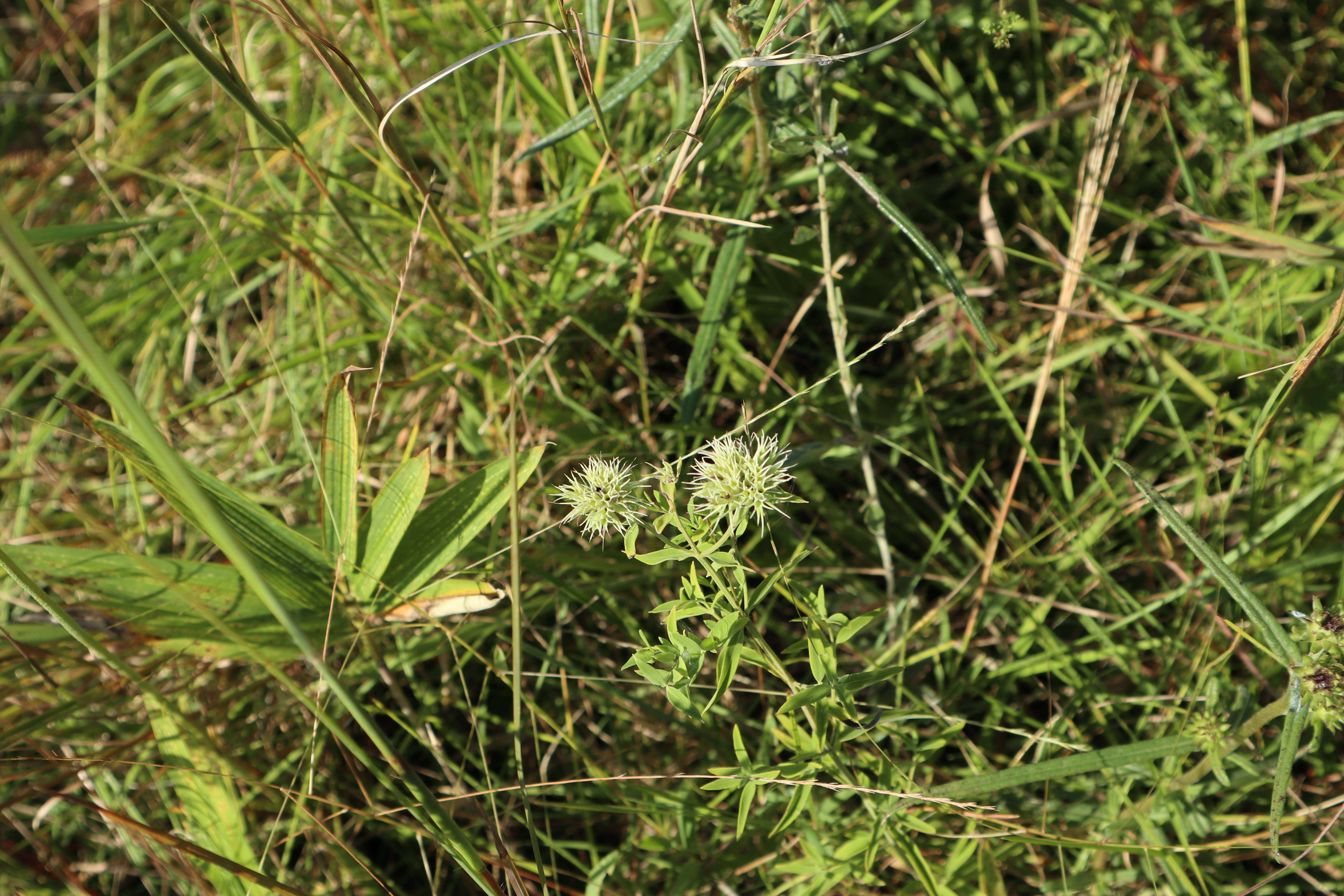 Image of Appalachian Mountain-Mint