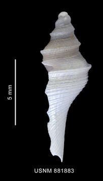 Image of Aforia goniodes (R. B. Watson 1881)