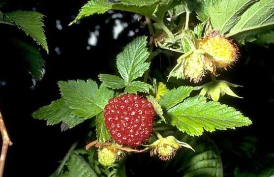 صورة Rubus hawaiensis A. Gray