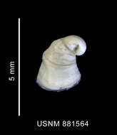Image of Hipponicidae