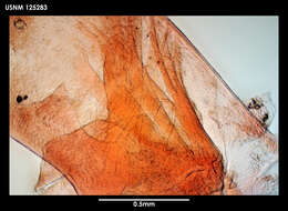 Image of Litoscalpellum simplex Newman & Ross 1971