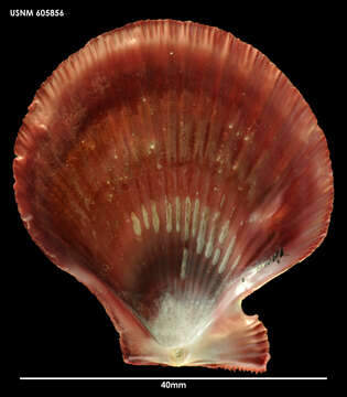 Image de <i>Chlamys gemmulata</i>