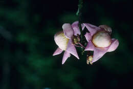 Image of Eschweilera coriacea (DC.) S. A. Mori