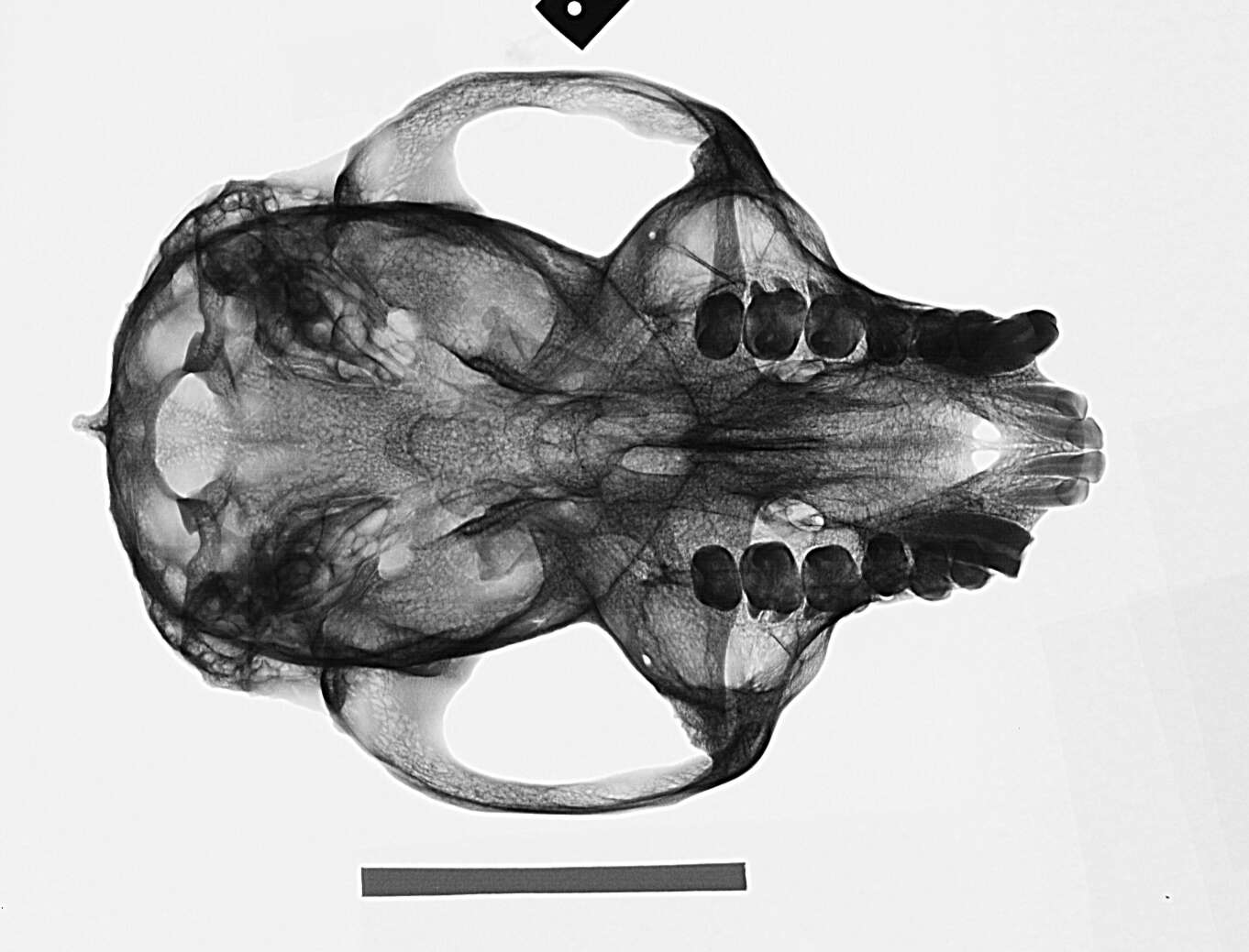 Image of Ecuadorian Mantled Howling Monkey